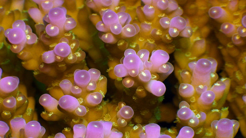 Acropora granulosa observed 2014-09-13