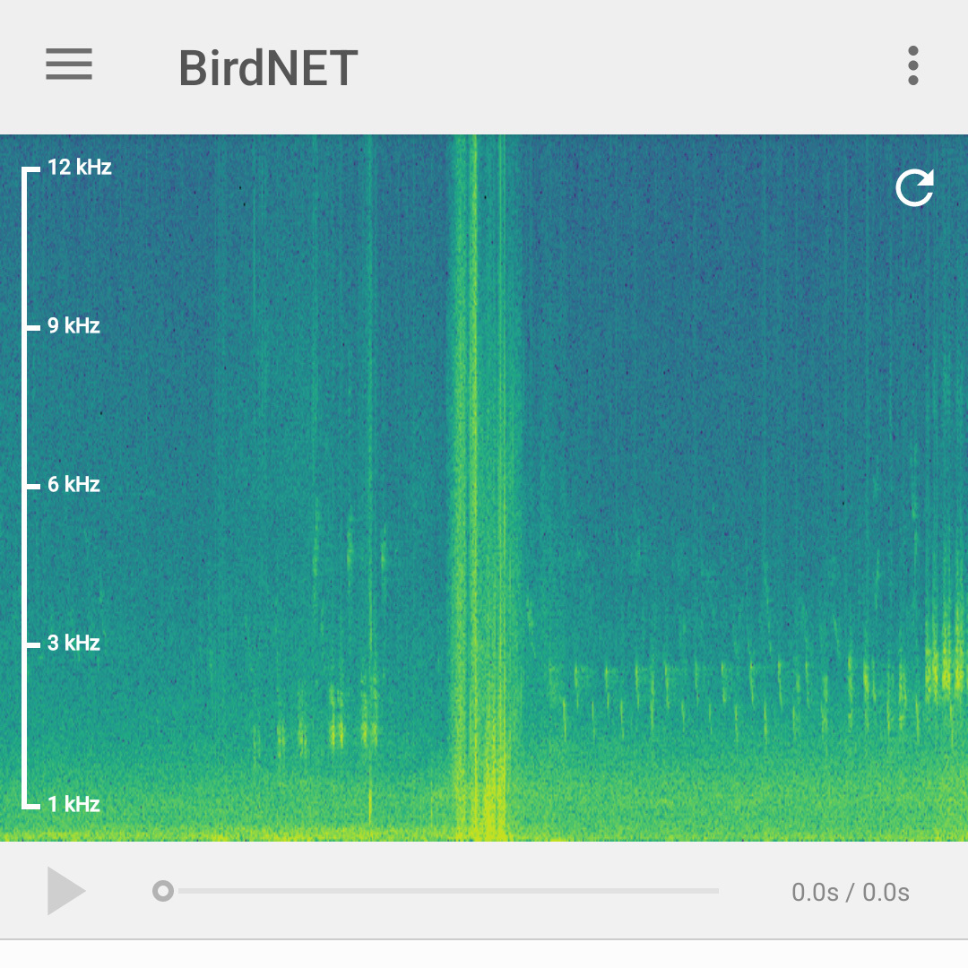 Japanese Bush Warbler (Horornis diphone)