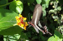 Parides proneus