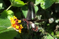 Parides proneus