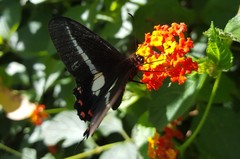 Parides proneus