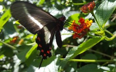 Parides proneus