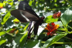 Parides proneus