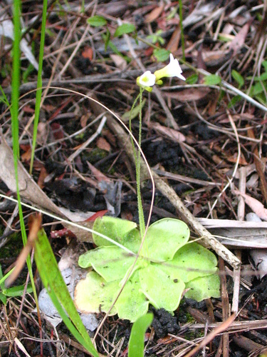 Cuban Butterwort
