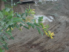 Nicotiana glauca