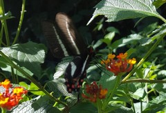 Parides proneus