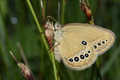 Coenonympha oedippus