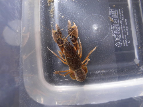 Fallicambarus danielae