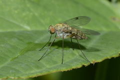 Chrysopilus asiliformis