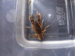 Creaserinus danielae