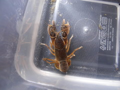 Creaserinus danielae