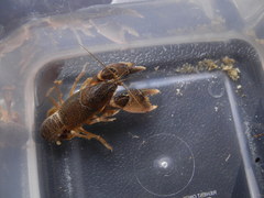 Creaserinus danielae