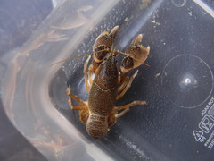 Creaserinus danielae