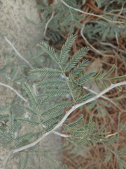 Mimosoideae