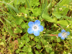 Nemophila menziesii menziesii