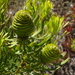 Leucadendron platyspermum - Photo (c) lennartn, algunos derechos reservados (CC BY-NC), subido por lennartn