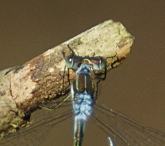 Lestes unguiculatus