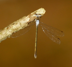 Lestes unguiculatus