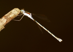 Lestes unguiculatus