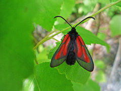 Zygaena osterodensis