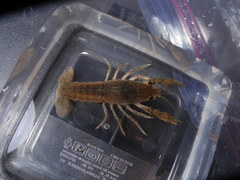 Procambarus verrucosus