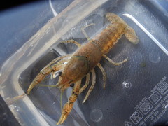 Procambarus verrucosus