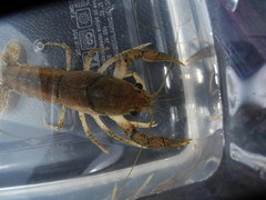 Procambarus verrucosus