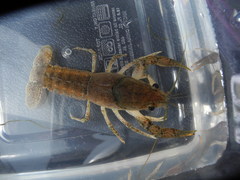 Procambarus verrucosus