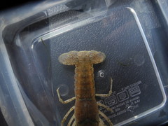 Procambarus verrucosus