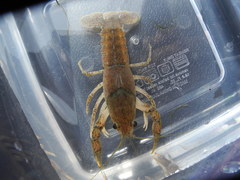 Procambarus verrucosus