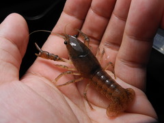 Procambarus verrucosus