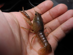 Procambarus verrucosus