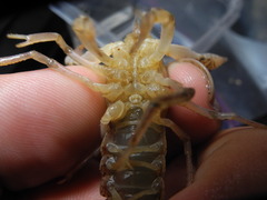 Procambarus verrucosus