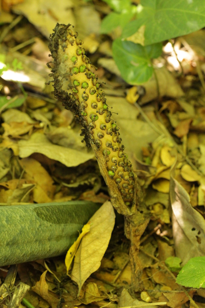 Taccarum caudatum