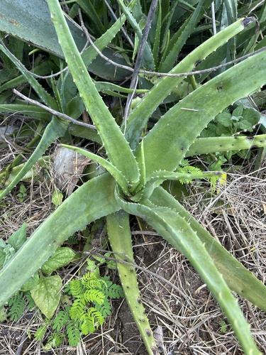 Aloe vera