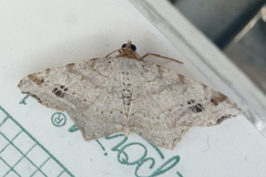 Macaria notata