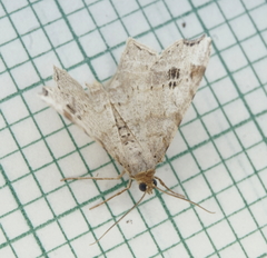 Macaria notata