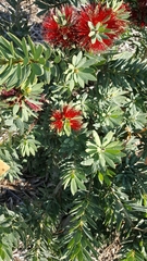 Angiospermae
