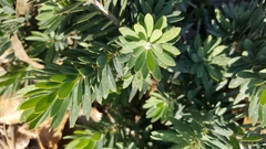 Angiospermae