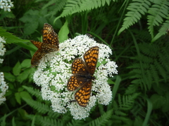 Melitaea athalia