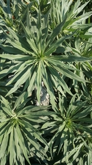 Angiospermae