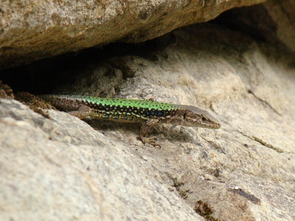 Brauner's Rock Lizard