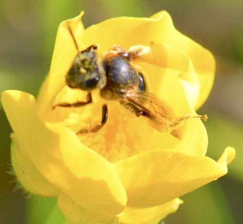 Allegheny Mining Bee photo 3
