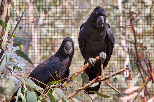 Calyptorhynchus banksii