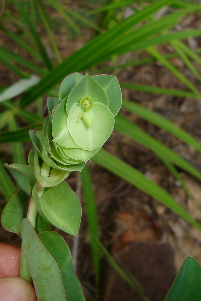 Euphorbia vervoorstii