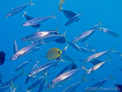 Decapterus macarellus