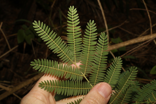 Image of Acacia glaucocarpa by (c) Greg Tasney, some rights reserved (CC BY-SA)