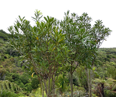 Pseudopanax chathamicus