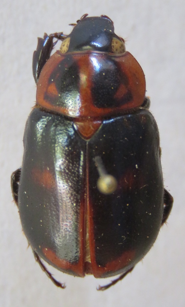 Cyclocephala conspicua