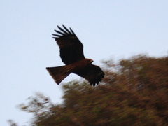 Milvus migrans lineatus